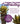 ADOPT A FRAILEJON