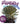 ADOPT A FRAILEJON